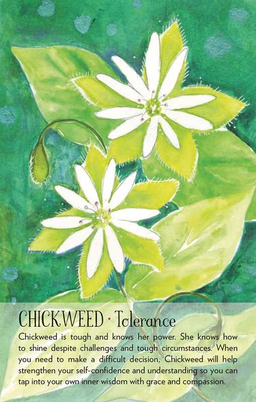 Soulflower Plant Spirit Oracle by Lisa Estabrook: Flashcards; 176 pages / English