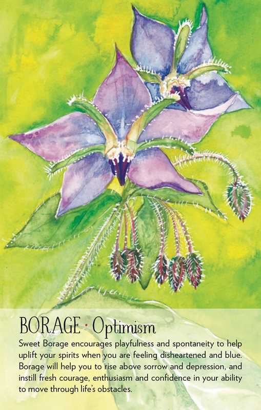 Soulflower Plant Spirit Oracle by Lisa Estabrook: Flashcards; 176 pages / English
