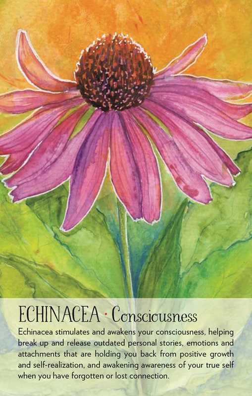 Soulflower Plant Spirit Oracle by Lisa Estabrook: Flashcards; 176 pages / English
