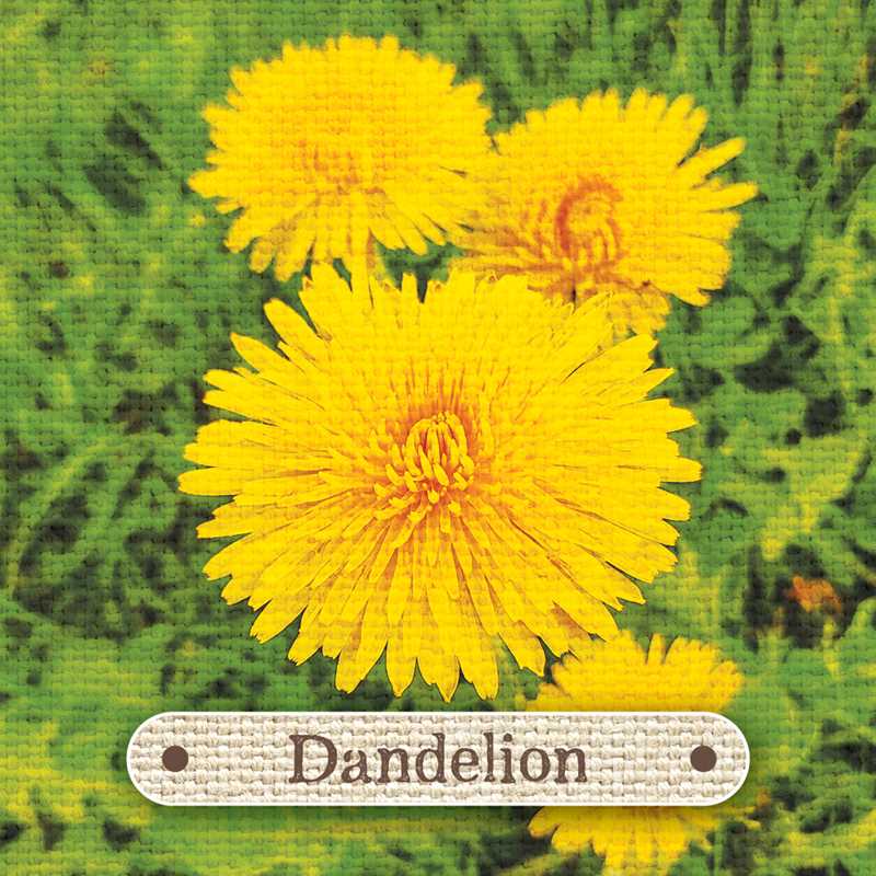 Apothecary Flashcards by Nicola McIntosh: Flashcards; 46 pages / English