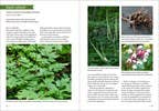 Southeast Medicinal Plants : Identify, Harvest, and Use 106